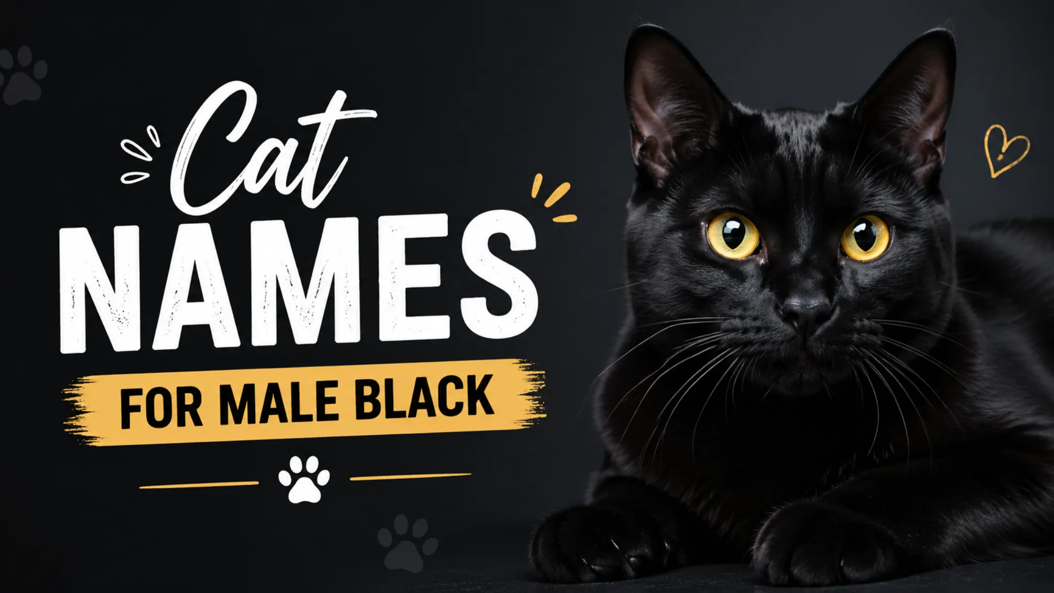 Cat Names for Male Black Cats – Meaning, Best Options & Tips for Your Pet (2026)